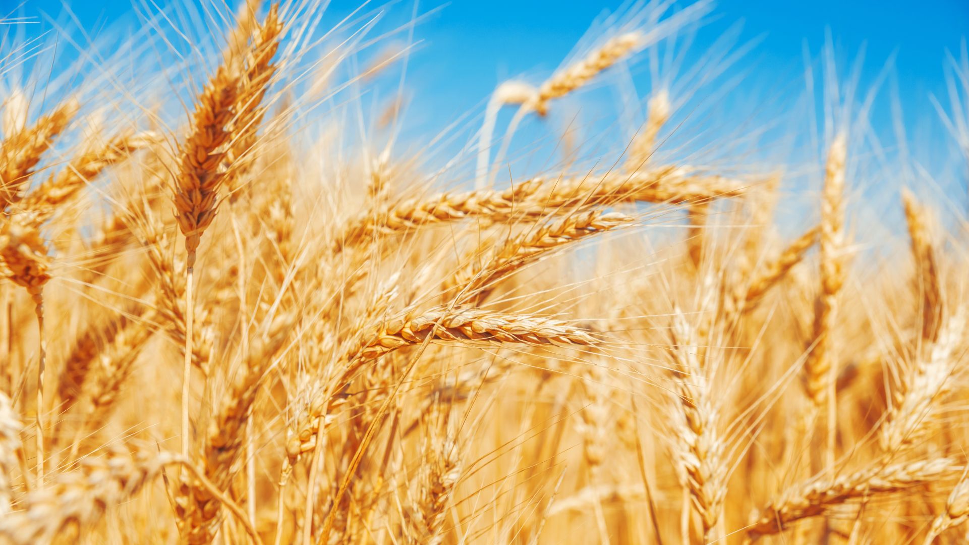 Glatz GmbH has sold its grain and nuts divisons to TORQ Commodities AG