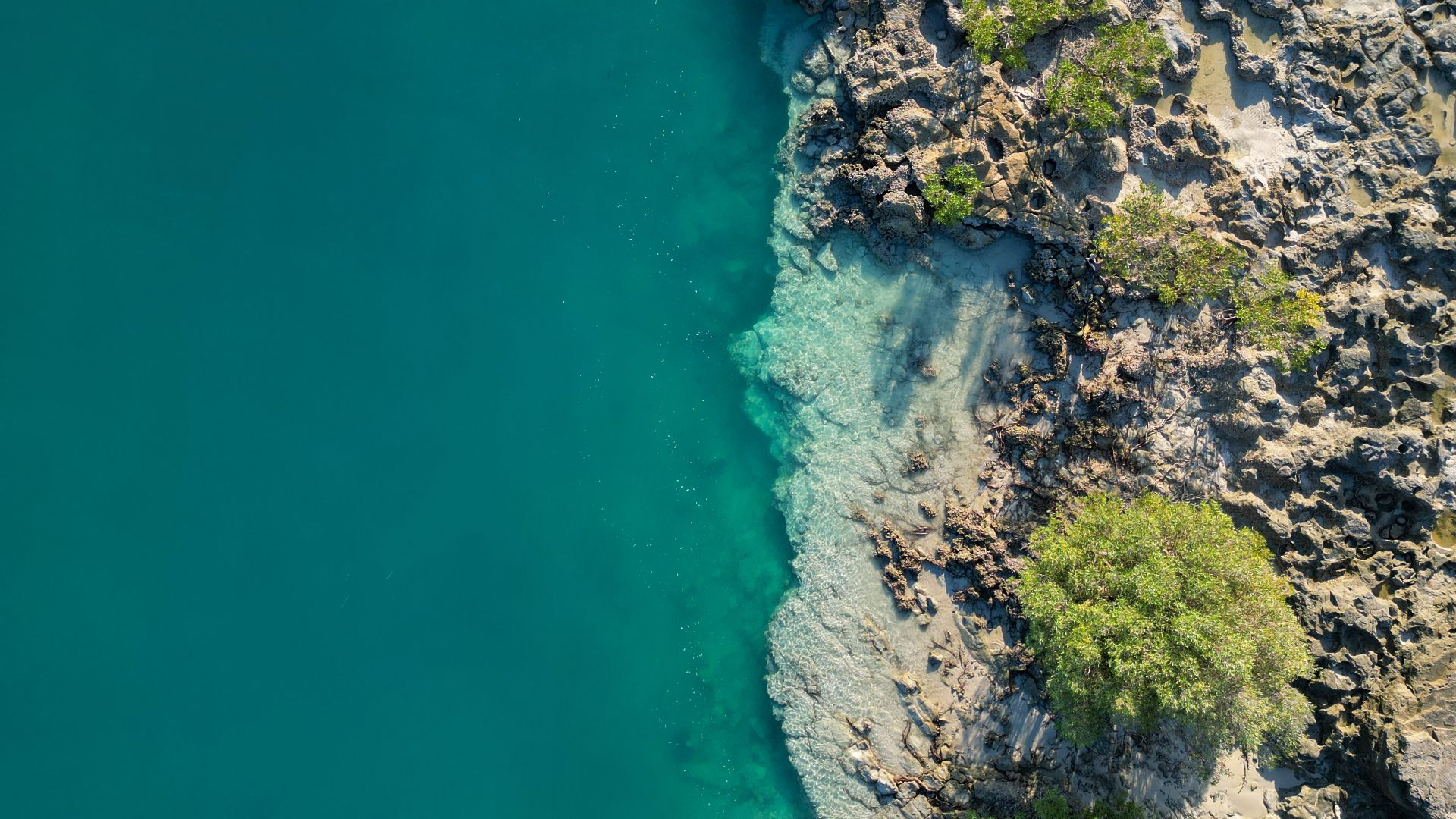 Amyris has completed a Chapter 11 restructuring and divested its consumer brands