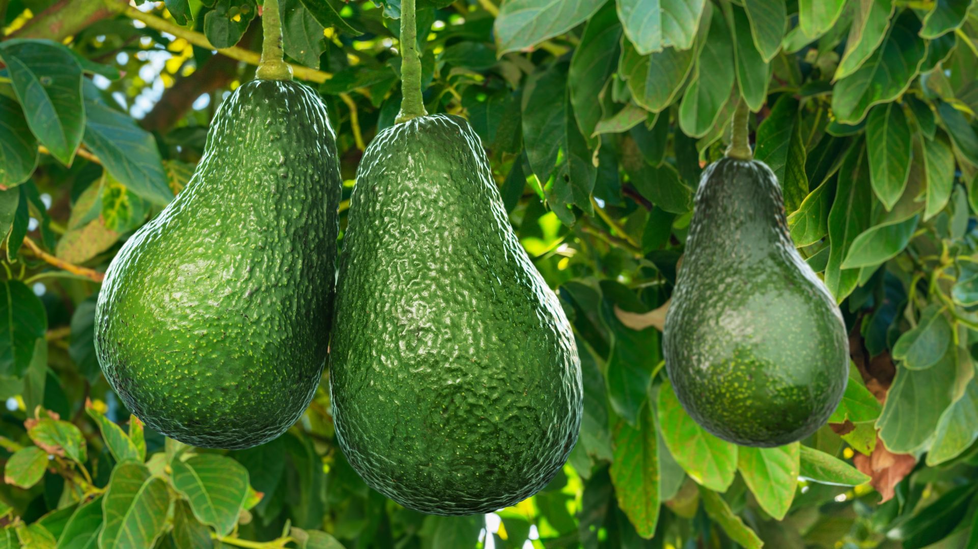 Don Fermín has been acquired by Mehadrin